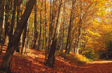 Tierkrematorium Rhein-Neckar